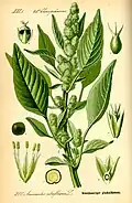 Red-root amaranth (A.&nbsp;retroflexus) by Otto Wilhelm Thomé (1885)