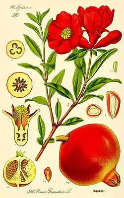 Illustration by Otto Wilhelm Thomé, 1885
