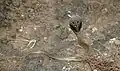 Binocellate cobra