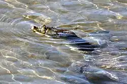 photo of a river turtle with only its nose above water