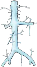 Inferior vena cava