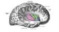 Location and structure of the insular cortex