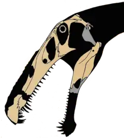 Skull bones from Irritator and Angaturama plotted onto a silhouette of the head, by paleontologist Jaime A. Headden