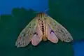 Isabella tiger moth with hindwings