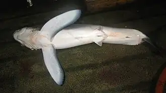 The most distinctive features of the longfin mako shark are its large pectoral fins