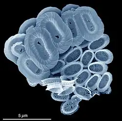 Coccolithophores named after the BBC documentary series. The Blue Planet