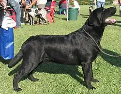 A black Labrador Retriever at a confirmation show
