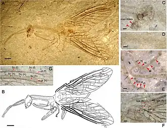 Juroraphidia longicollum (†Juroraphidiidae) transitional fossil of Middle Jurassic age, from China[12]