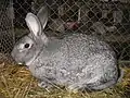 A gray rabbit