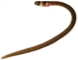 Kaupichthys nuchalis (Chlopsidae)