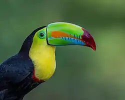 The Keel-billed toucan is near-threatened due to habitat loss and the illegal pet trade