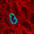 Kidney tissue