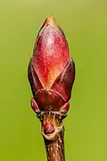 Leaf bud.