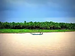 Coconut trees and a meadow seen across a river.