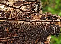 Galleries of Ips typographus bark beetles weaken conifers such as Norway spruce, and can seriously harm commercial forestry.