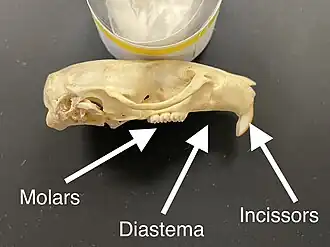 Upper rat skull