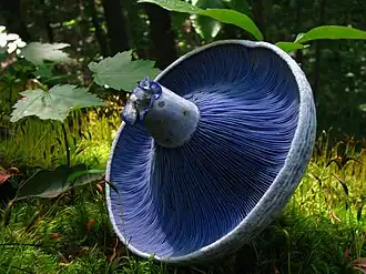Lactarius indigo[38]