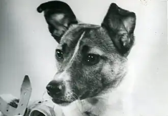 A photo of Laika taken in 1957