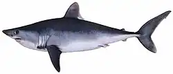 The porbeagle shark is threatened.