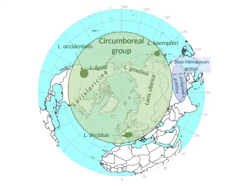 Worldwide distribution of genus Larix. The circumboreal and Sino-Himalayan groups are clades.[6] Positions are diagrammatic.
