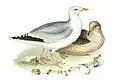Larus argentatus