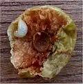 Cherry oak gall cut open to reveal wasp larva