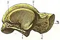 Talus of the right foot. Lateral view. (After Testut's Anatomy.)