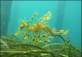Sea dragons camouflaged to look like floating seaweed live in kelp forests and seagrass meadows.[388]