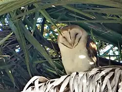 Owl, looking to the viewer's left, on a green background