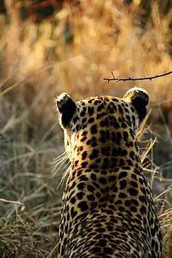 A female leopard with white markings on the backs of her ears