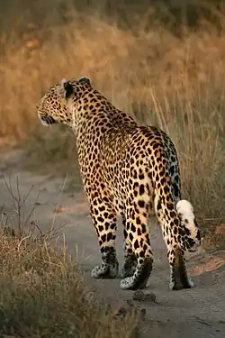 A female leopard showing white spots on the tail