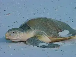 Kemp's ridley sea turtle, a critically endangered reptile