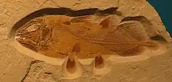 Libys (Latimeriidae) from the Upper Jurassic of Germany