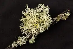 Lichens considered to be example of mutualistic symbiosis