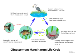 Life cycle of the parasitic fluke Clinostomum marginatum, commonly called the yellow grub