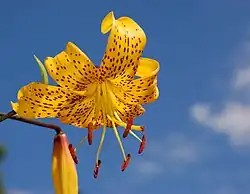 An ornamental lily hybrid known as Lilium 'Citronella'[100]