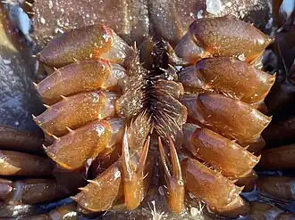 Limulus polyphemus 397145247