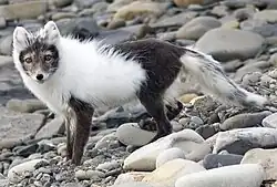 An arctic fox that is half brown and half white, in sporadic patches.