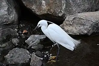 Little egret with crest