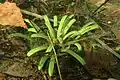 Lobelia - emergent