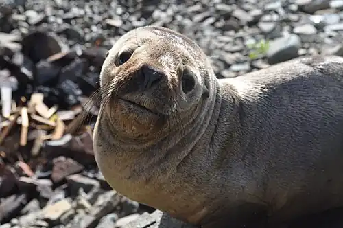 Female in Los Molles, Chile