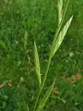 Lolium temulentum (compound spike)