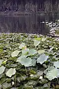 Lotus pond