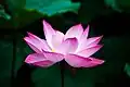 Nelumbo - floating leaved