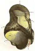 Talus of the right foot. Inferior view. (After Testut's Anatomy.)