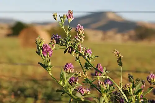 Foliage and flowers