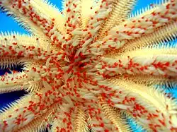 Magnificent star