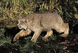 A Canada lynx stalking prey in vegetation cover