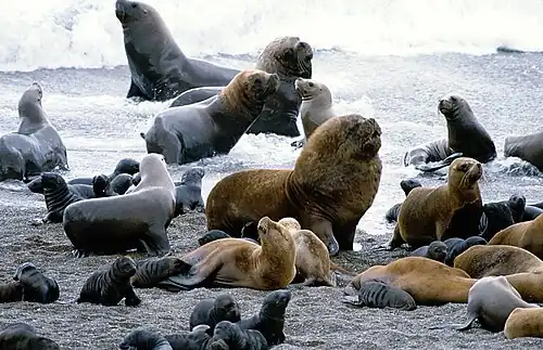 colony at Peninsula Valdes, Argentina
