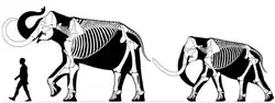 Woolly mammoths (M. primigenius), including one of the largest, the Siegsdorf mammoth (left, around 3.49 m or 11 ft 5 in tall), and a mature Siberian bull (around 2.7 m or 8 ft 10 in tall)